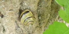 Cepaea nemoralis