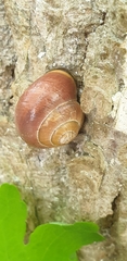 Cepaea nemoralis