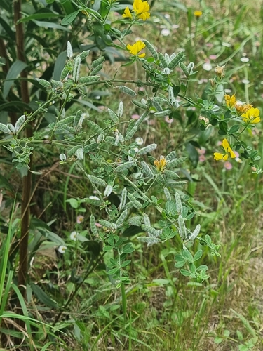 Image of Genista maderensis by (c) Vítor Jorge, some rights reserved (CC BY)