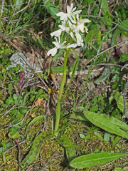 Orchis provincialis