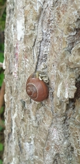 Cepaea nemoralis