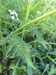 Anthriscus sylvestris