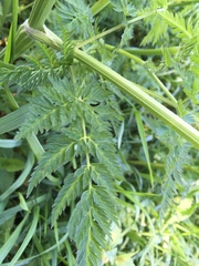 Anthriscus sylvestris
