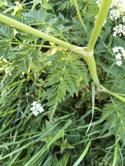Anthriscus sylvestris