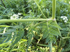Anthriscus sylvestris