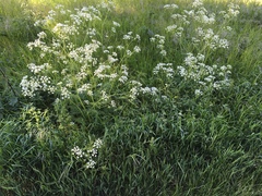 Anthriscus sylvestris