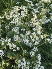 Anthriscus sylvestris