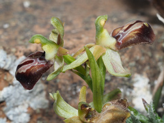 Ophrys sphegodes cretensis