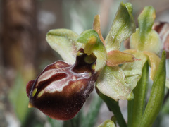 Ophrys sphegodes cretensis
