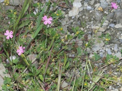 Silene cretica