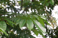 Meliosma rhoifolia