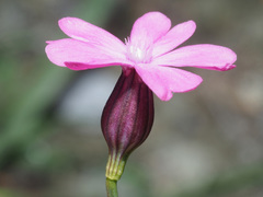 Silene cretica