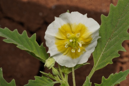 Physalis acutifolia iNat (1)