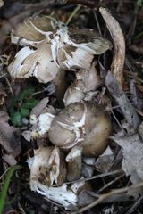 Entoloma clypeatum
