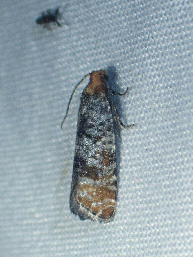 Retinia pallipennis
