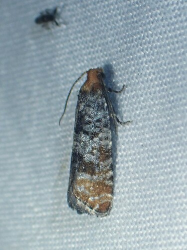 Retinia pallipennis