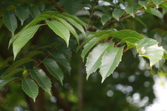 Meliosma rhoifolia