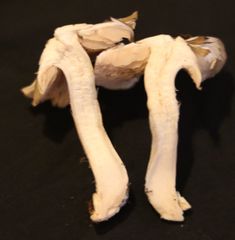 Entoloma clypeatum