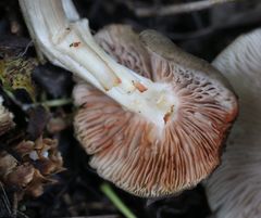 Entoloma clypeatum