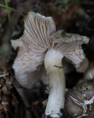 Entoloma clypeatum