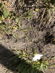 Cerastium tomentosum