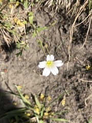 Cerastium tomentosum