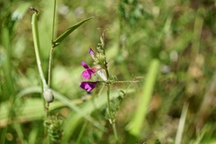 Vicia sativa nigra
