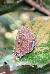Arhopala eumolphus maxwelli