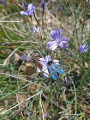 Zygaena lavandulae
