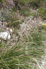 Stipa pennata
