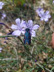 Zygaena lavandulae