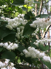 Deutzia