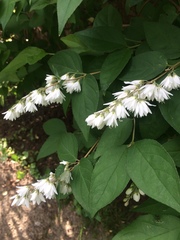 Deutzia