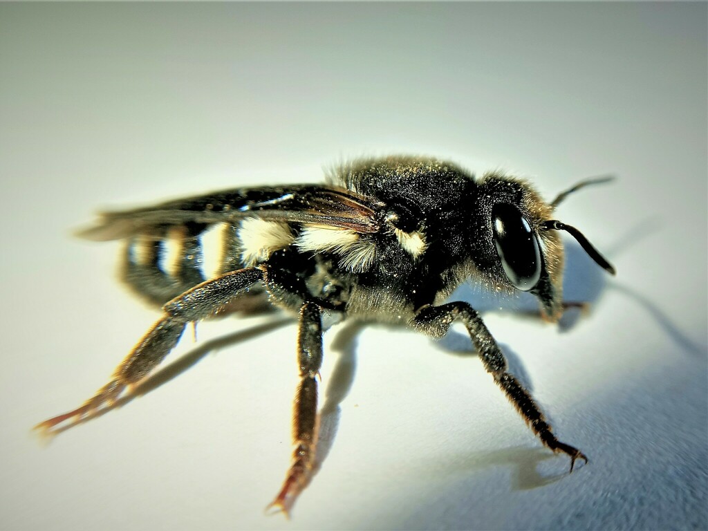 Megachile albocristata