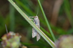 Thisanotia chrysonuchella