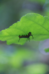 Euploea mulciber barsine