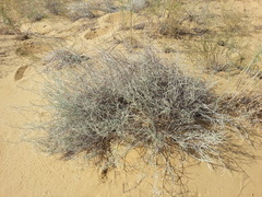 Astragalus karakugensis