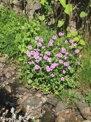 Cardamine raphanifolia
