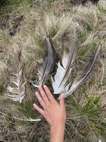 Plume de Gypaète barbu