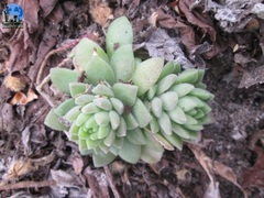 Sedum ebracteatum