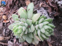 Sedum ebracteatum