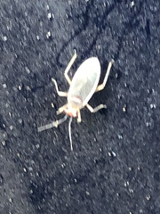 Hesperolabops gelastops