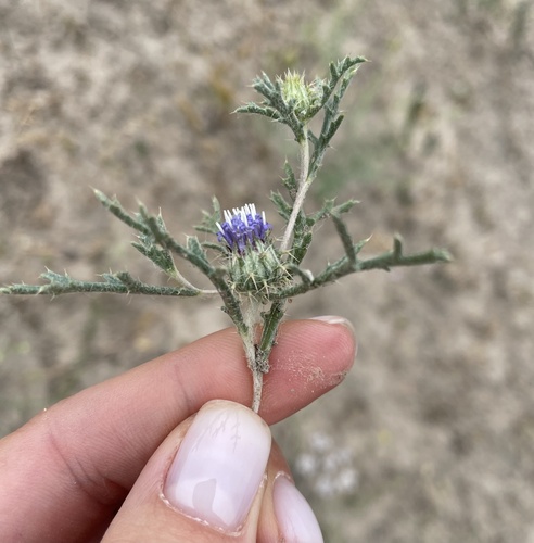 Cousiniopsis atractyloides