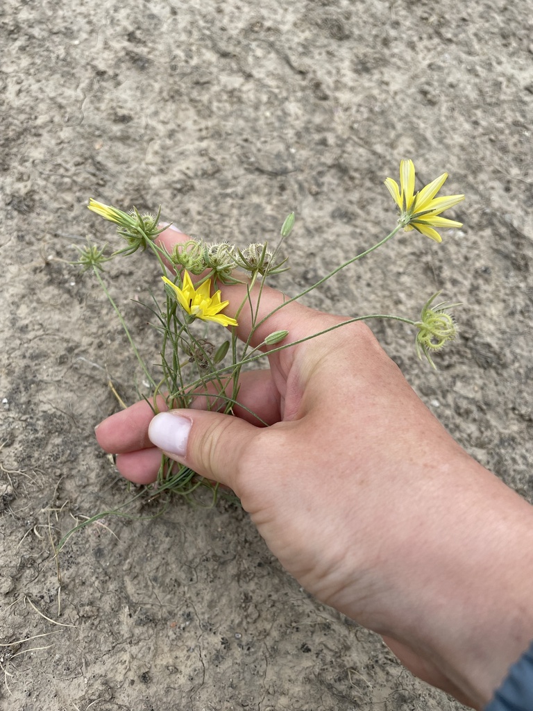Koelpinia macrantha