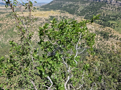 Image of Rhamnus alpina by (c) Jens-Christian Svenning, some rights reserved (CC BY)