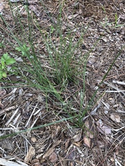 Schizachyrium rhizomatum