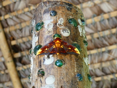 Citheronioides collaris