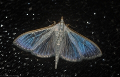 Palpita margaritacea