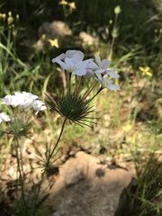 Leptosiphon montanus