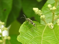 Chlorophorus macaumensis
